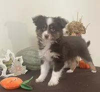 Brownie , a female Toy Australian Shepherd for sale in Wilton, WI – 1 of 3
