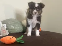 Brownie , a female Toy Australian Shepherd for sale in Wilton, WI – 3 of 3