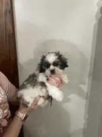 Ash, a male Maltese and Shih Tzu for sale in Wilton, WI – 4 of 6