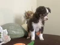 Brownie , a female Toy Australian Shepherd for sale in Wilton, WI – 2 of 3