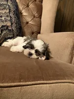 Ash, a male Maltese and Shih Tzu for sale in Wilton, WI – 3 of 6
