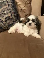Ash, a male Maltese and Shih Tzu for sale in Wilton, WI – 6 of 6