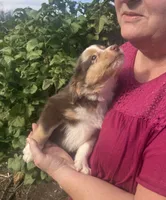 Coco, a female Toy Australian Shepherd for sale in Wilton, WI – 4 of 4