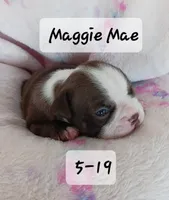 MAGGIE MAE, a female Boston Terrier for sale in Fredericktown, MO – 5 of 6