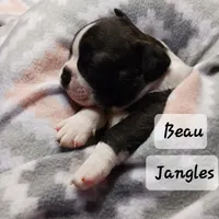 BEAU JANGLES, a male Boston Terrier for sale in Fredericktown, MO – 3 of 7