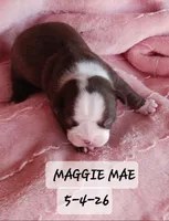 MAGGIE MAE, a female Boston Terrier for sale in Fredericktown, MO – 6 of 6