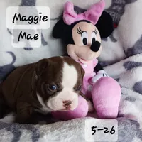 MAGGIE MAE, a female Boston Terrier for sale in Fredericktown, MO – 3 of 6