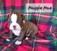 MAGGIE MAE, a female Boston Terrier for sale in Fredericktown, MO – 2 of 6