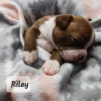 RILEY , a male Boston Terrier for sale in Fredericktown, MO – 3 of 6