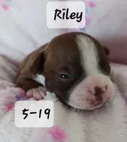 RILEY , a male Boston Terrier for sale in Fredericktown, MO – 5 of 6