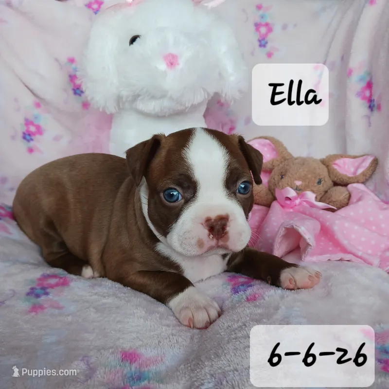 ELLA – Boston Terrier puppy for sale in Fredericktown, MO