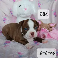 ELLA, a female Boston Terrier for sale in Fredericktown, MO – 1 of 6