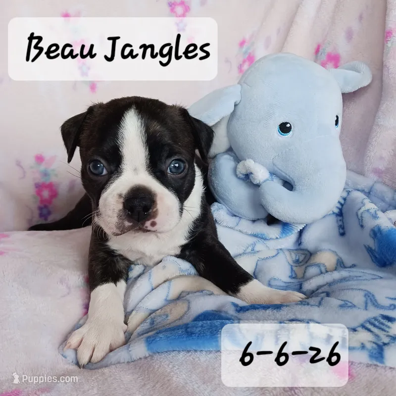 BEAU JANGLES – Boston Terrier puppy for sale in Fredericktown, MO