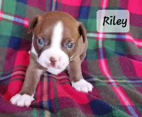RILEY , a male Boston Terrier for sale in Fredericktown, MO – 2 of 6