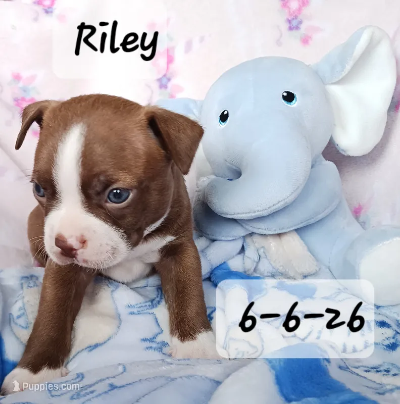 RILEY  – Boston Terrier puppy for sale in Fredericktown, MO