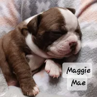 MAGGIE MAE, a female Boston Terrier for sale in Fredericktown, MO – 4 of 6