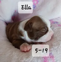ELLA, a female Boston Terrier for sale in Fredericktown, MO – 5 of 6