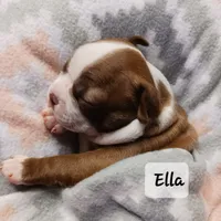 ELLA, a female Boston Terrier for sale in Fredericktown, MO – 3 of 6