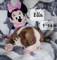 ELLA, a female Boston Terrier for sale in Fredericktown, MO – 4 of 6