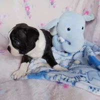 BEAU JANGLES, a male Boston Terrier for sale in Fredericktown, MO – 2 of 7