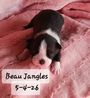 BEAU JANGLES, a male Boston Terrier for sale in Fredericktown, MO – 7 of 7