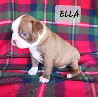 ELLA, a female Boston Terrier for sale in Fredericktown, MO – 2 of 6
