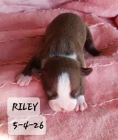 RILEY , a male Boston Terrier for sale in Fredericktown, MO – 6 of 6