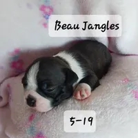 BEAU JANGLES, a male Boston Terrier for sale in Fredericktown, MO – 6 of 7