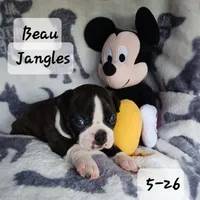 BEAU JANGLES, a male Boston Terrier for sale in Fredericktown, MO – 5 of 7