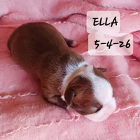 ELLA, a female Boston Terrier for sale in Fredericktown, MO – 6 of 6