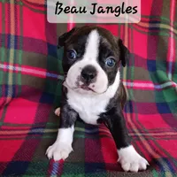 BEAU JANGLES, a male Boston Terrier for sale in Fredericktown, MO – 4 of 7