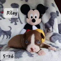 RILEY , a male Boston Terrier for sale in Fredericktown, MO – 4 of 6