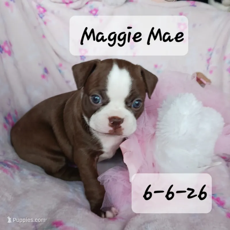 MAGGIE MAE – Boston Terrier puppy for sale in Fredericktown, MO