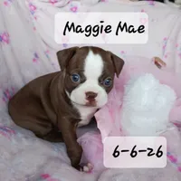 MAGGIE MAE, a female Boston Terrier for sale in Fredericktown, MO – 1 of 6