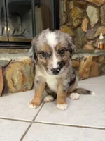 Luigi , a male Australian Shepherd for sale in Sarasota, FL – 2 of 4