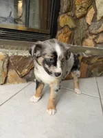 Dixie, a female Australian Shepherd for sale in Sarasota, FL – 2 of 3
