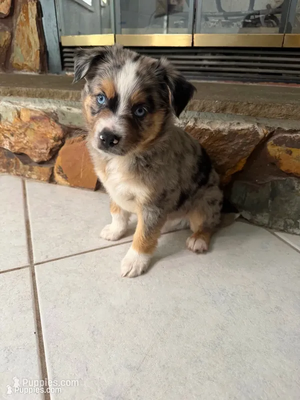 Mario  – Australian Shepherd puppy for sale in Sarasota, FL