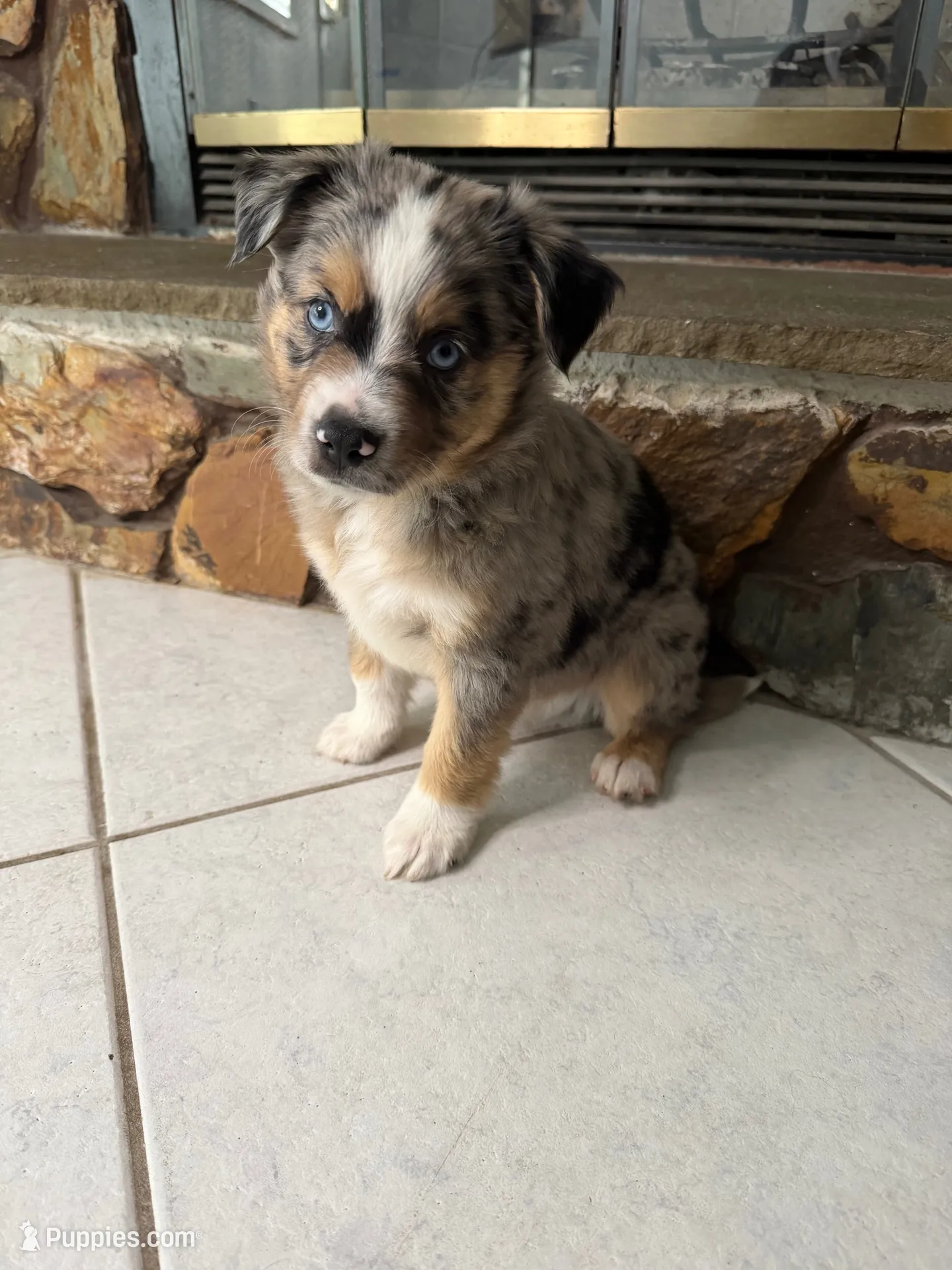 Mario , a male Australian Shepherd for sale in Sarasota, FL – 2 of 4