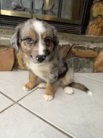 Luigi , a male Australian Shepherd for sale in Sarasota, FL – 1 of 4