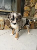 Dixie, a female Australian Shepherd for sale in Sarasota, FL – 1 of 3