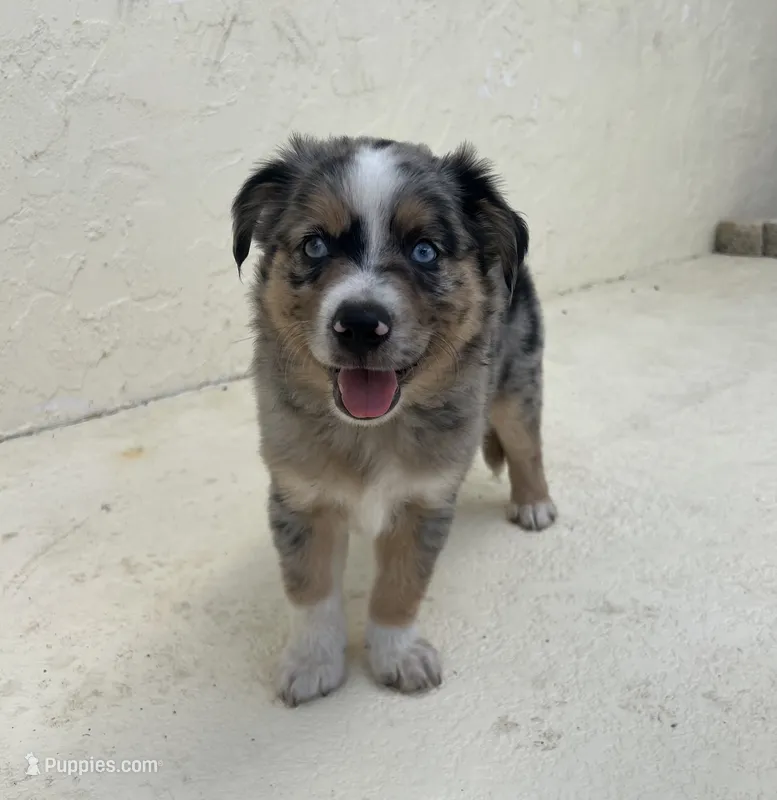 Mario  – Australian Shepherd puppy for sale in Sarasota, FL