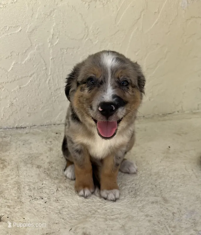 Luigi  – Australian Shepherd puppy for sale in Sarasota, FL