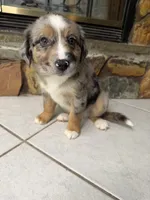 Luigi , a male Australian Shepherd for sale in Sarasota, FL – 4 of 4