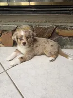 Peach, a female Australian Shepherd for sale in Sarasota, FL – 3 of 3