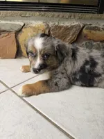 Luigi , a male Australian Shepherd for sale in Sarasota, FL – 3 of 4