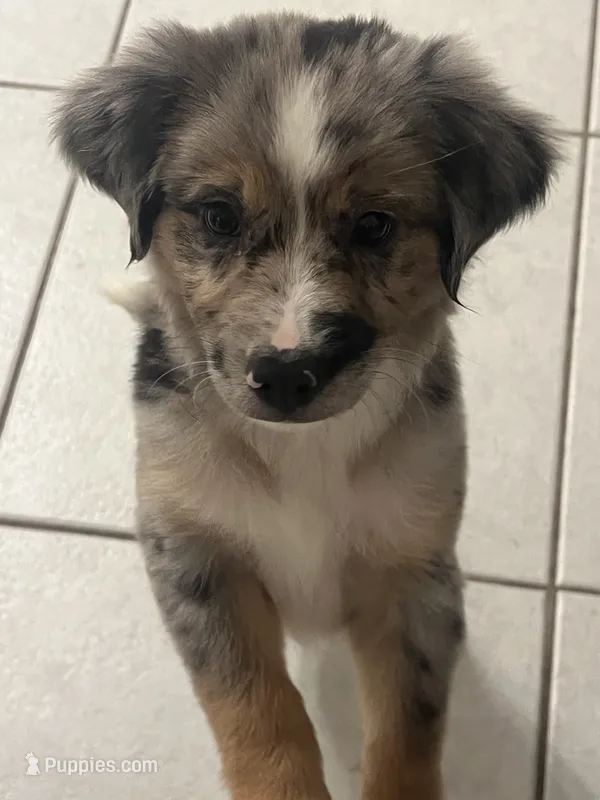 Luigi  – Australian Shepherd puppy for sale in Sarasota, FL