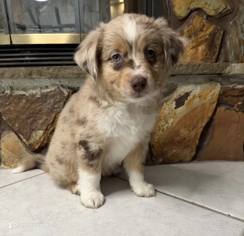 Peach – Australian Shepherd puppy for sale in Sarasota, FL