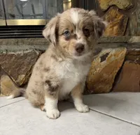Peach, a female Australian Shepherd for sale in Sarasota, FL – 1 of 3