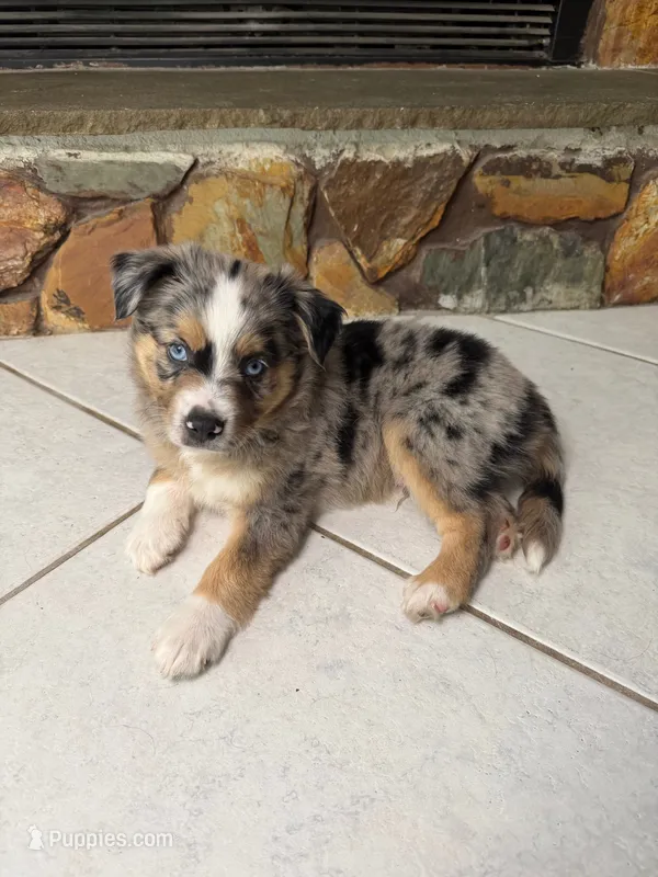 Mario  – Australian Shepherd puppy for sale in Sarasota, FL