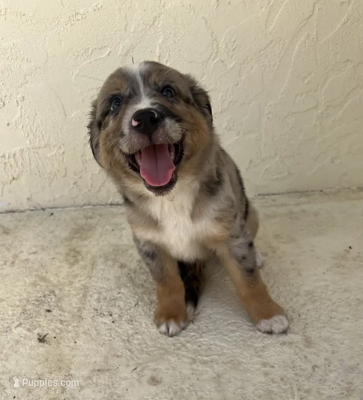 Luigi  – Australian Shepherd puppy for sale in Sarasota, FL